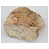 Petrified Wood Rock