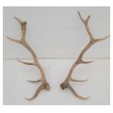 Six Point Elk Antlers / Trophy Rack