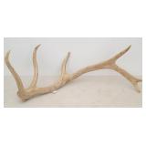 Six Point Elk Antler Shed