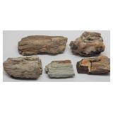 (5pcs) Petrified Wood