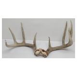 Three Point Deer Antlers / Rack