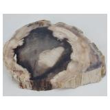 Petrified Wood Polished Slab about 6" x 4.5"