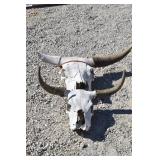 (2) Cow Skull