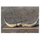 Longhorn Cattle Horns 36"