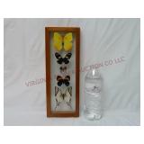 Real Framed Butterflies Display w Double Glass