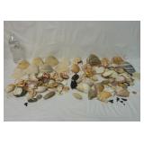 Natural Seashells / Shells & Shark Teeth