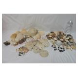 Natural Seashells, Sand Dollars & Shark Teeth