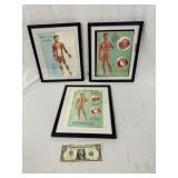 Muscular and Cardiovascular Diagrams