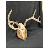 Whitetail Deer European Rack Mount