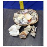 Seashells Seashells