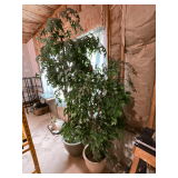 Artificial trees up to 7' T.