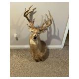 Deer mount, 19' spread