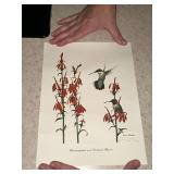 Hummingbirds and Cardinal Flowers print by Ray Harm