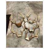 5 sets of antlers