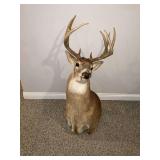 Deer mount, 18' spread