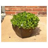 Flower pot with live shamrock plant.