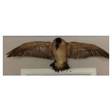 Stuffed & Mounted Goose