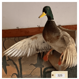 Stuffed & Mounted Duck