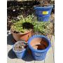 The Living Estate of Martha & Larry Bentley Online Auction ~ From House to Garden, Shop to Trail