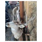 Deer shoulder mount - has been stored outside so condition is slightly deteriorated