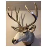 Mule deer shoulder mount