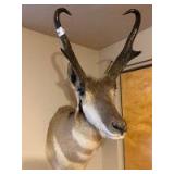 Antelope shoulder mount