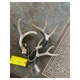 Set of three rattling antlers