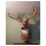 Whitetail deer shoulder mount, Jim Reed buck harvested in 1988 Mills Co Iowa B&C score 224 6/8