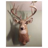 Whitetail deer shoulder mount, 8 PT unscored