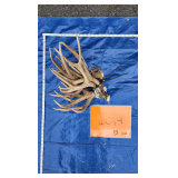 Deer antlers	5 lbs
