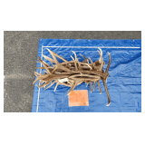 Elk Antlers	50lbs