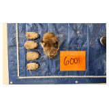 Mountain lion head and paws, frozen	Pelt Tag 0032579
