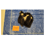 Black bear hide and skull, frozen	Pelt Tag 74068