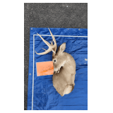 1 Whitetail Shoulder Mount 6x4