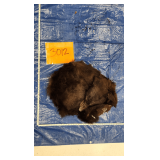 Black bear hide and skull, frozen	Pelt Tag 94175