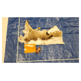 Mountain lion hide and skull, salted Pelt Tag 29726