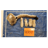 Mountain Lion Head, Paws, and Tail, frozen	Pelt Tag 33121