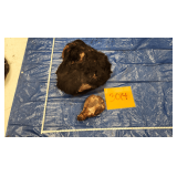 Black bear hide and skull, frozen Pelt Tag 74093