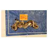 Mtn Lion hide and skull, frozen Pelt Tag: 0030684
