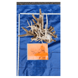 Mule Deer Antler Bundle 6.63 lbs