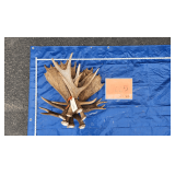 Moose Antlers 	25lbs