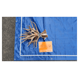 Deer antlers	9 lbs