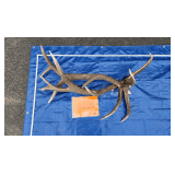 6x6 elk antlers 16 lbs