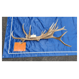 Elk antlers 16 lbs