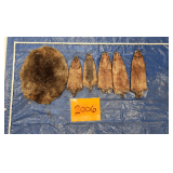 1 sm beaver, 5 muskrats (trapper dried)
