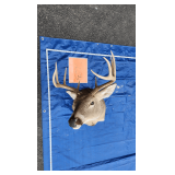 1 Whitetail Shoulder Mount 5x5