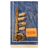 Mountain Lion Head, Paws, and Tail, frozen	Pelt Tag 33121