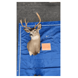 1 Mule Deer Shoulder Mount 4x4