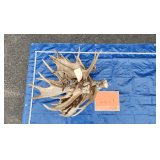 Moose antlers	29 lbs