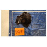 Black Bear Hide and Skull, frozen	Pelt Tag 74246